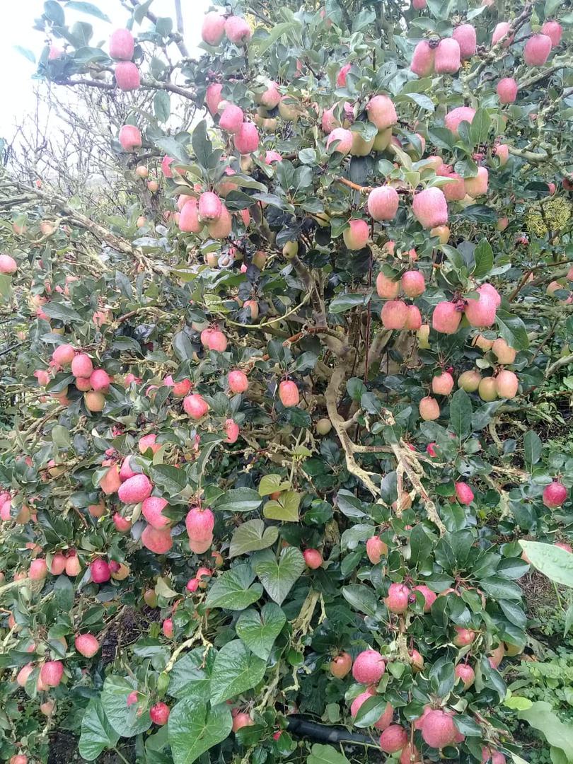Manzana Anna — foto 2 de 3