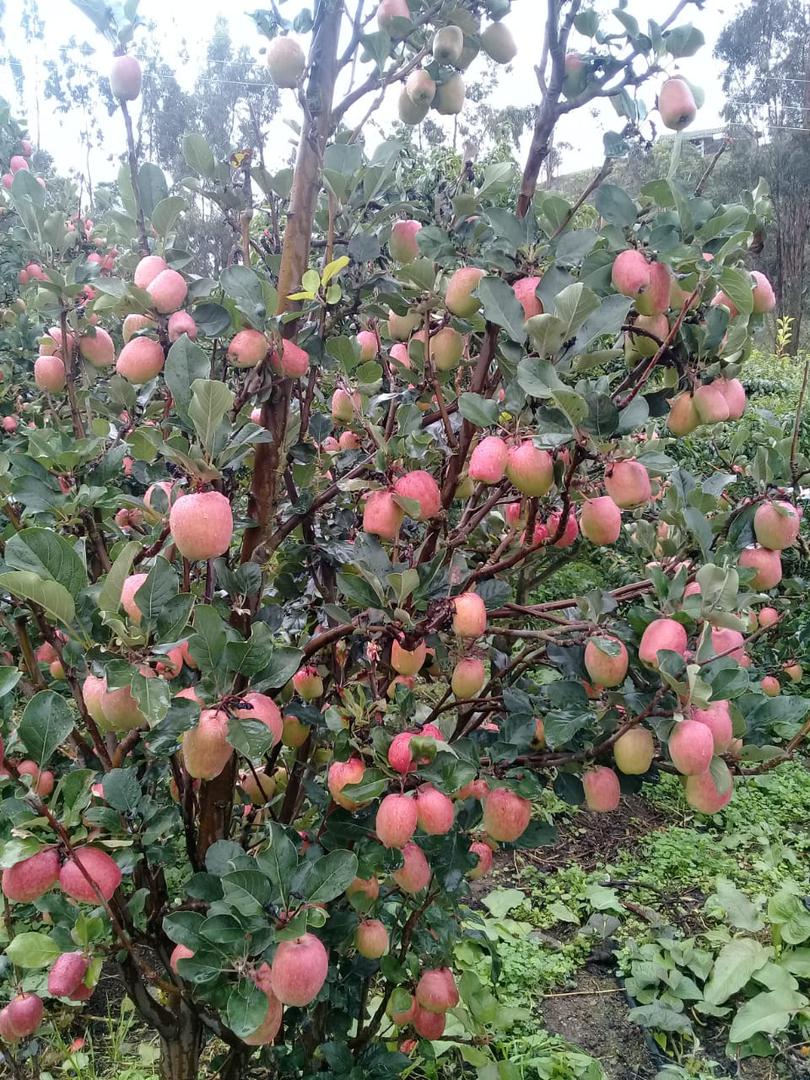 Manzana Anna