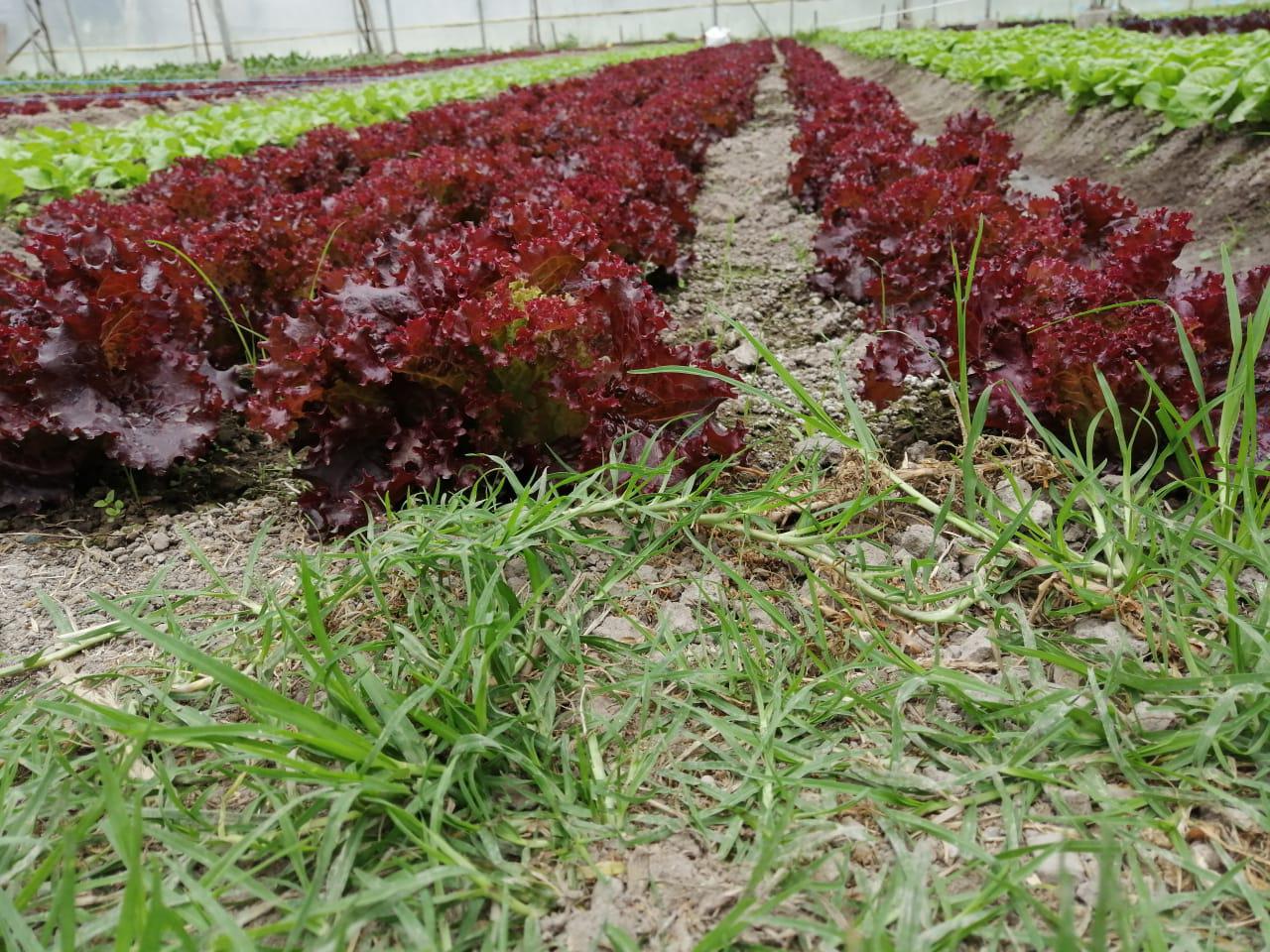 Lechuga Crespa Morada