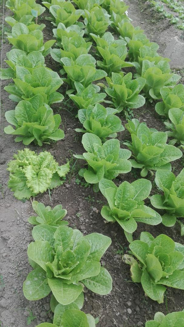 Lechuga Romana Verde
