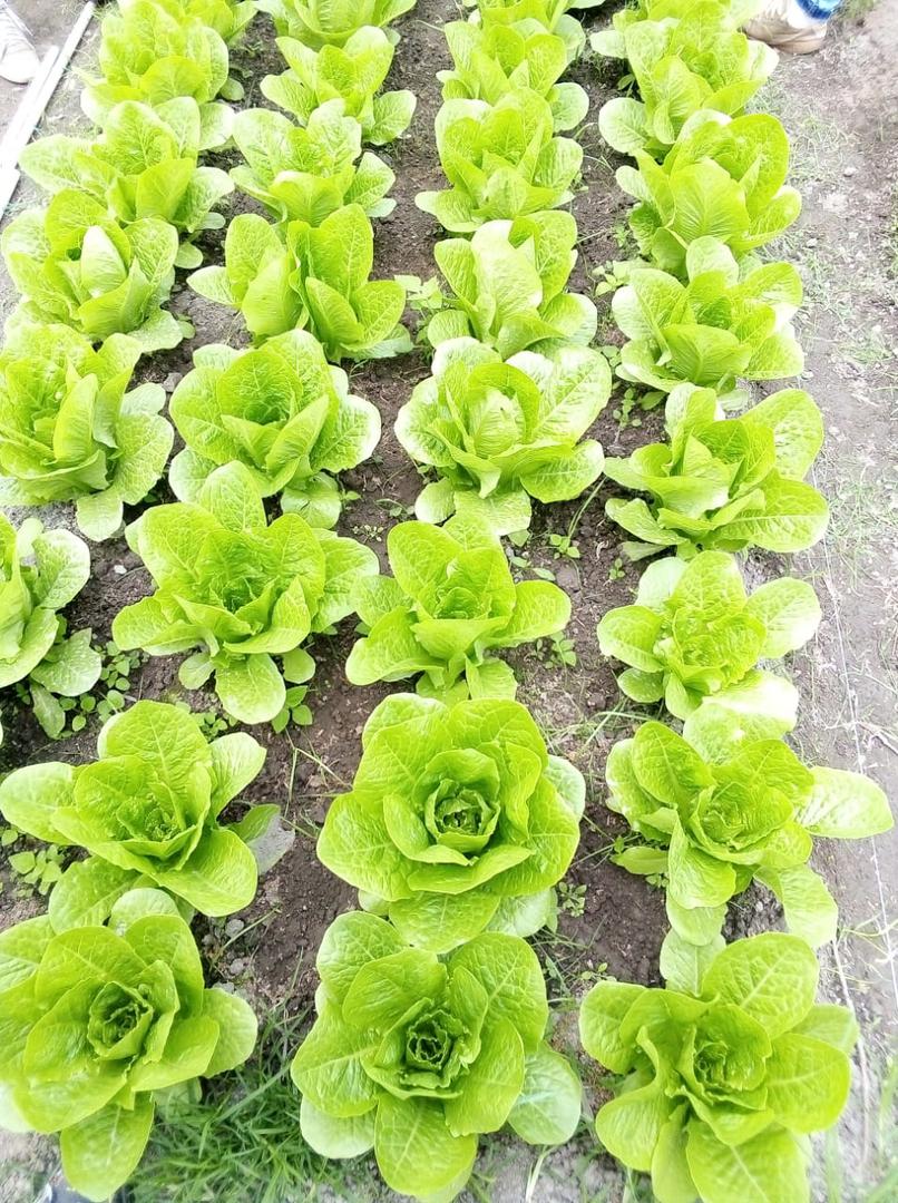 Lechuga Romana Verde — foto 2 de 2