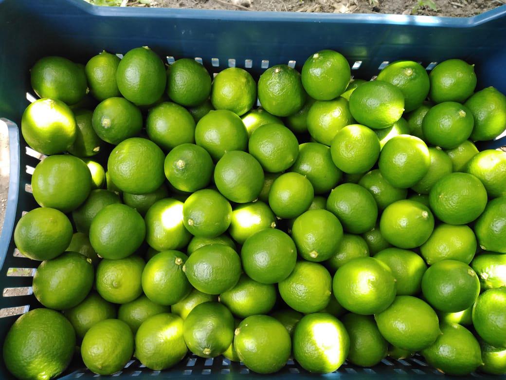 Limon Tahiti