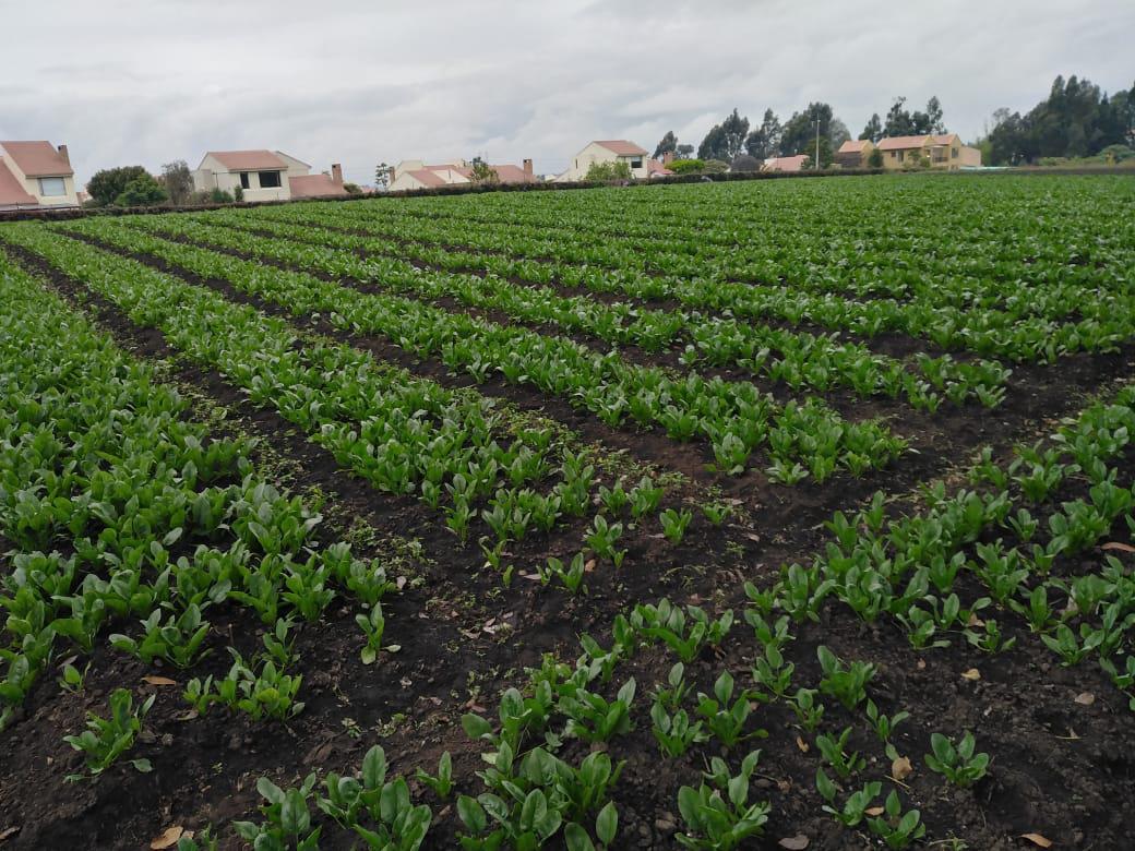 Espinaca