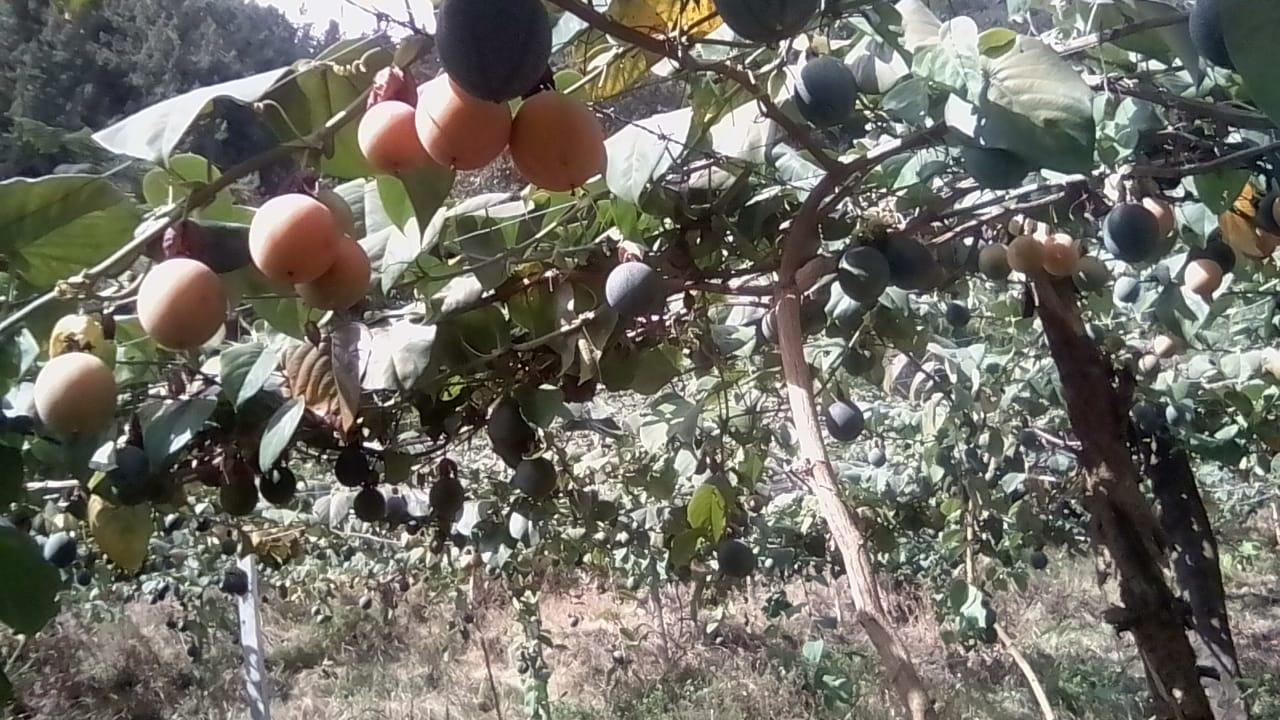 Granadilla Extra