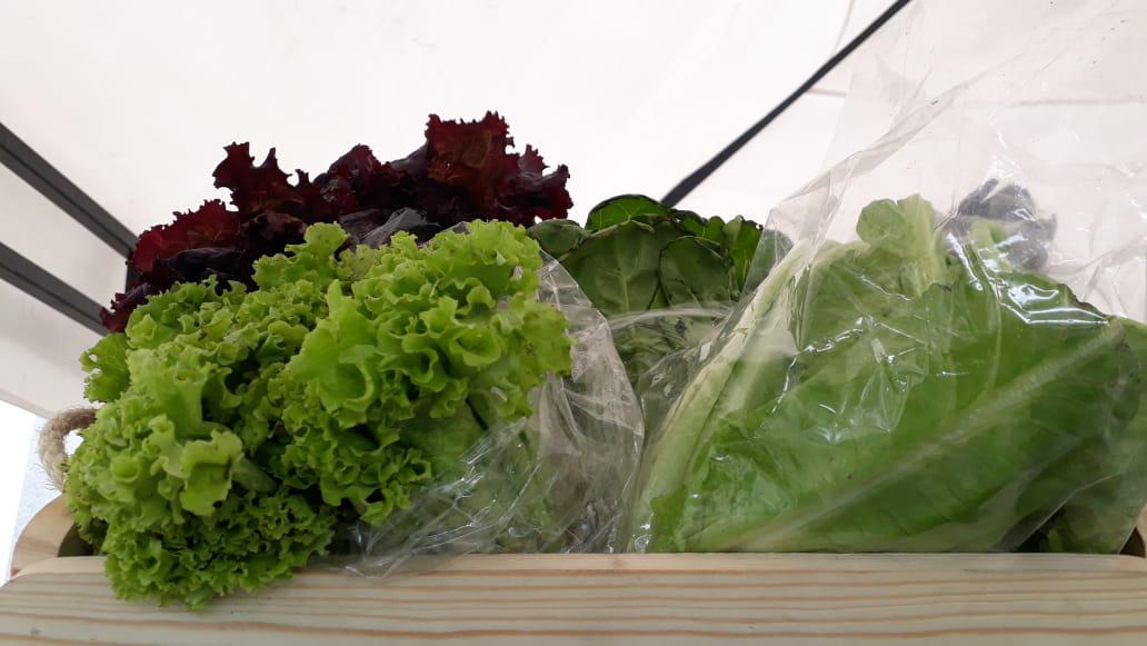 Lechuga Crespa Verde