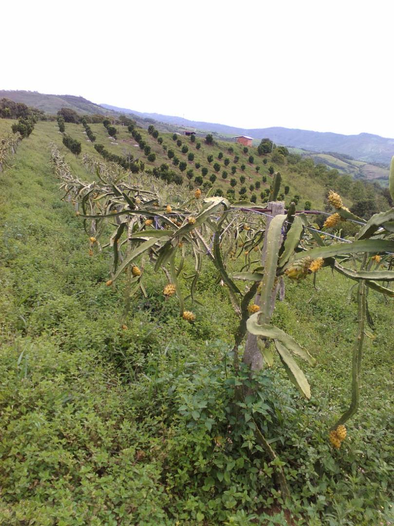 Pitahaya Amarilla