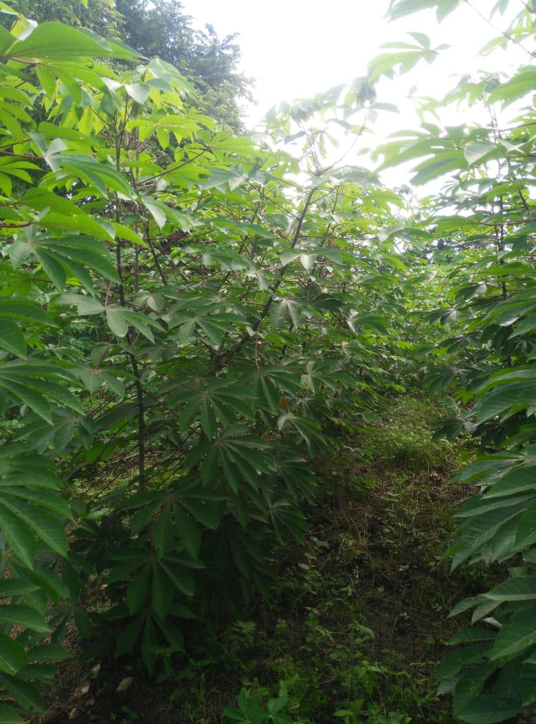 Yuca Armenia
