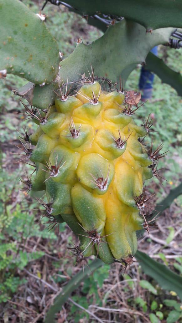 Pitahaya