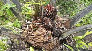 Fruto De Palma De Aceite