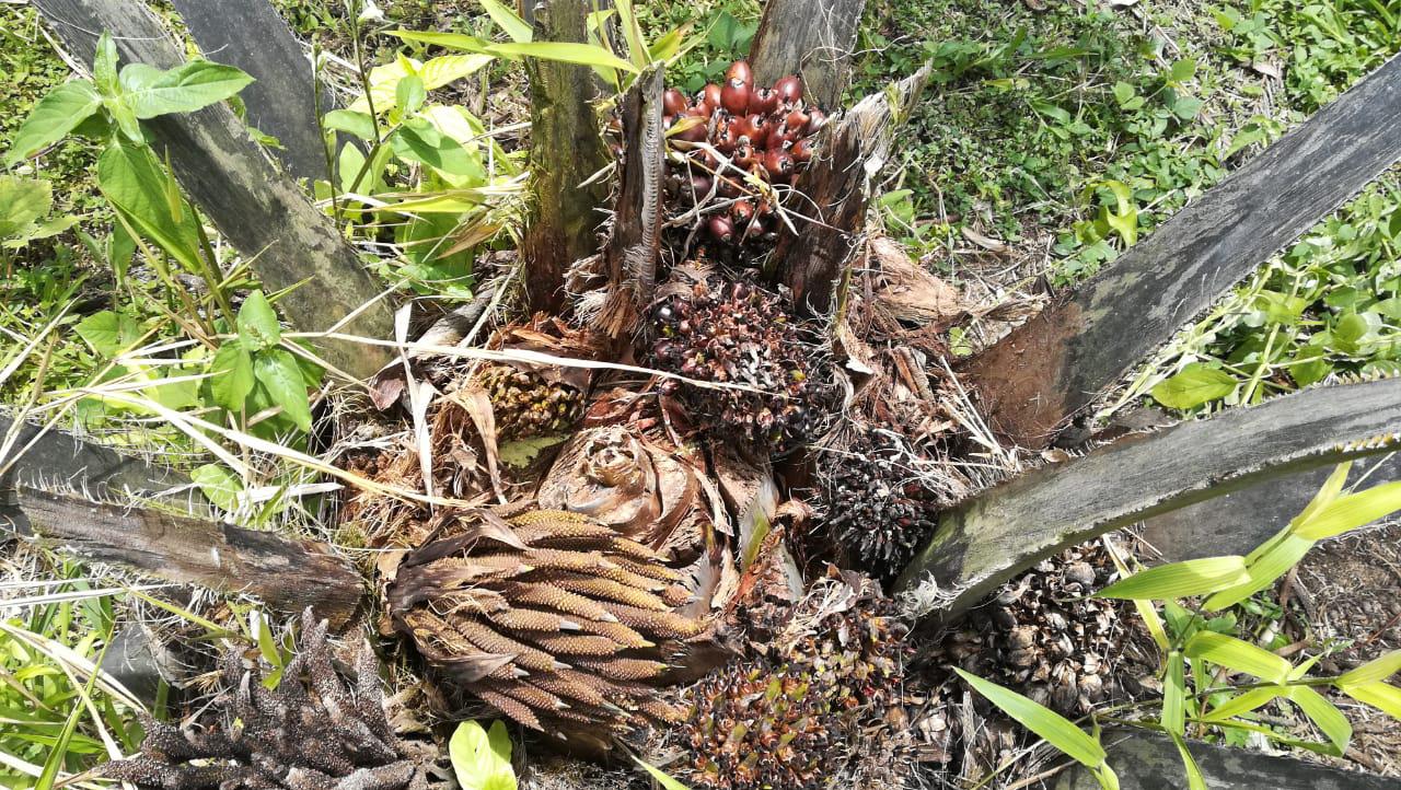 Fruto De Palma De Aceite