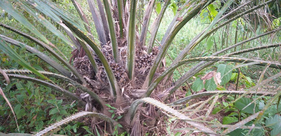 Fruto De Palma De Aceite