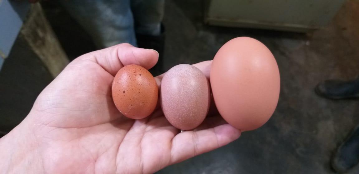Cubeta De Huevos Marrones