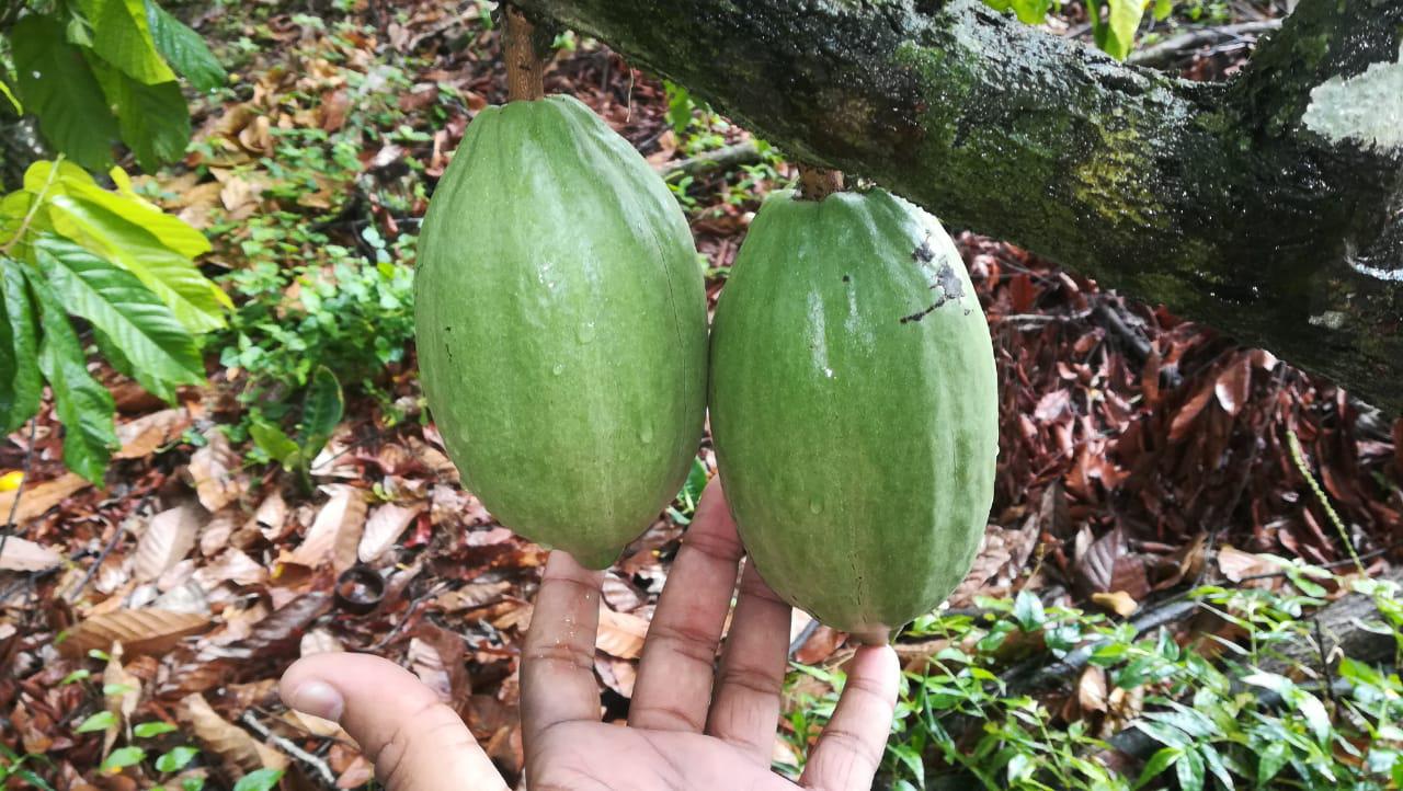 Cacao Seco Criollo