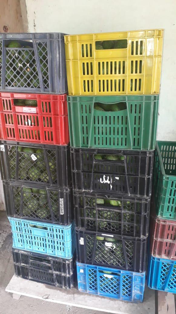 Aguacate Hass