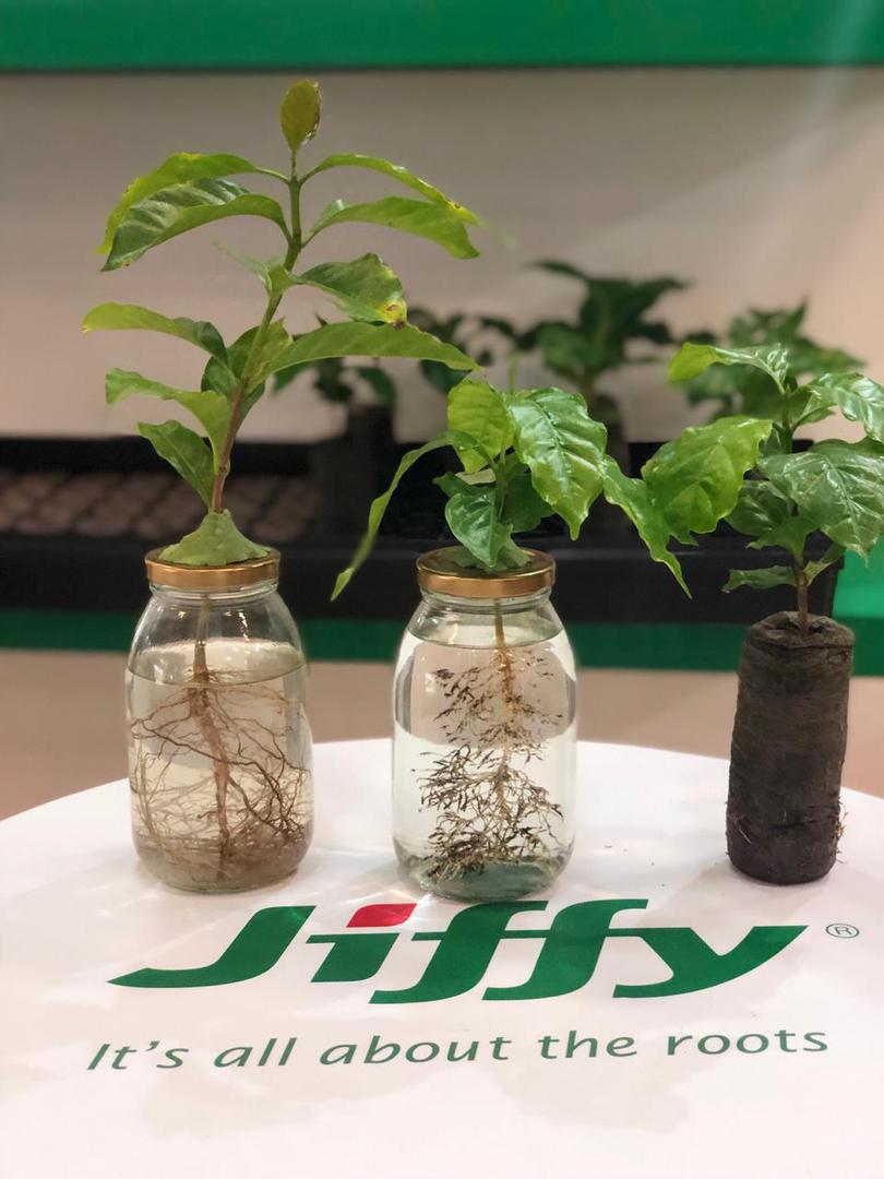 Plantas De Cafe