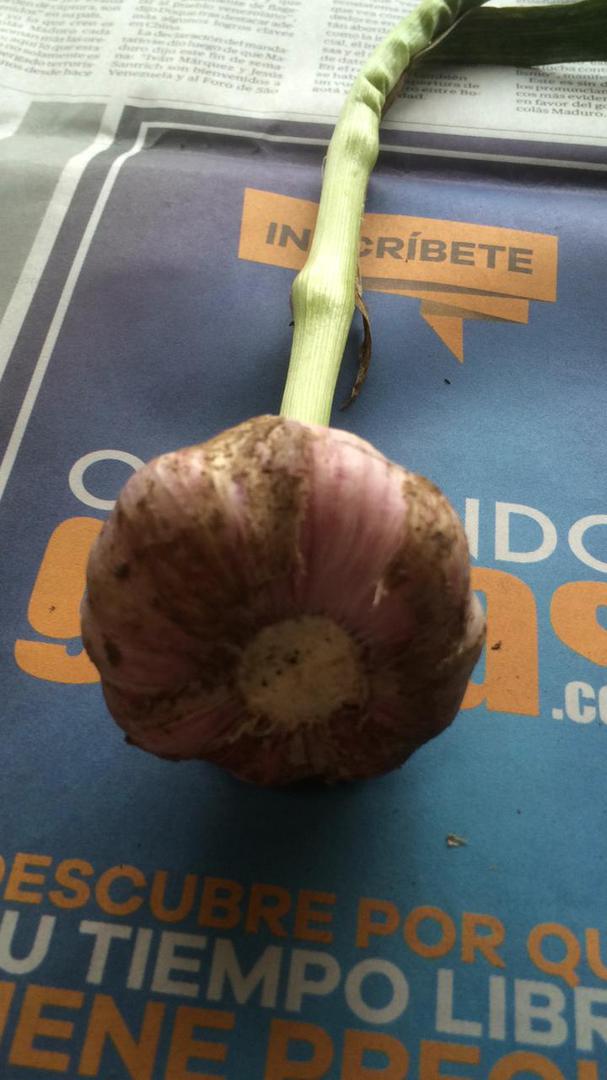 Ajo Rosado
