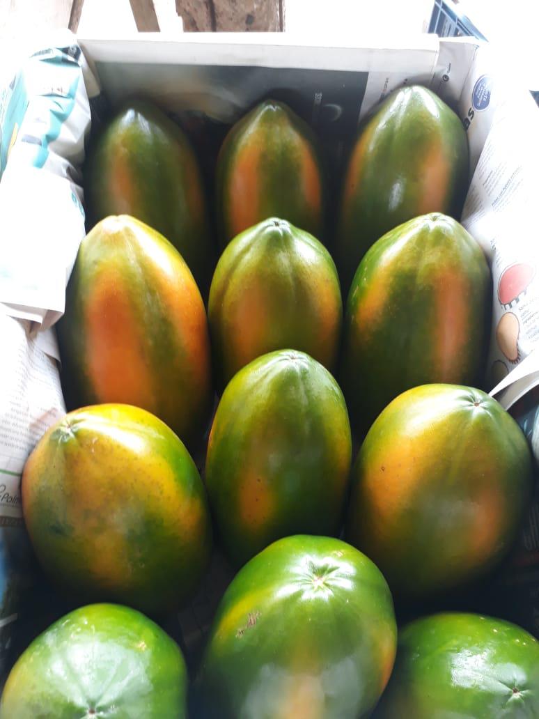 Papaya