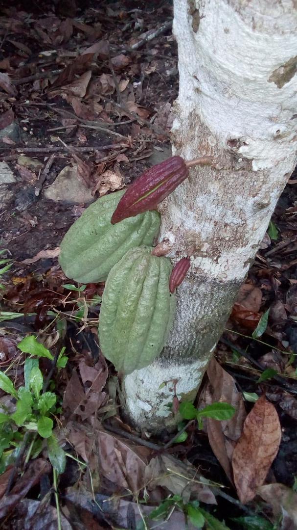 Cacao Tradicional