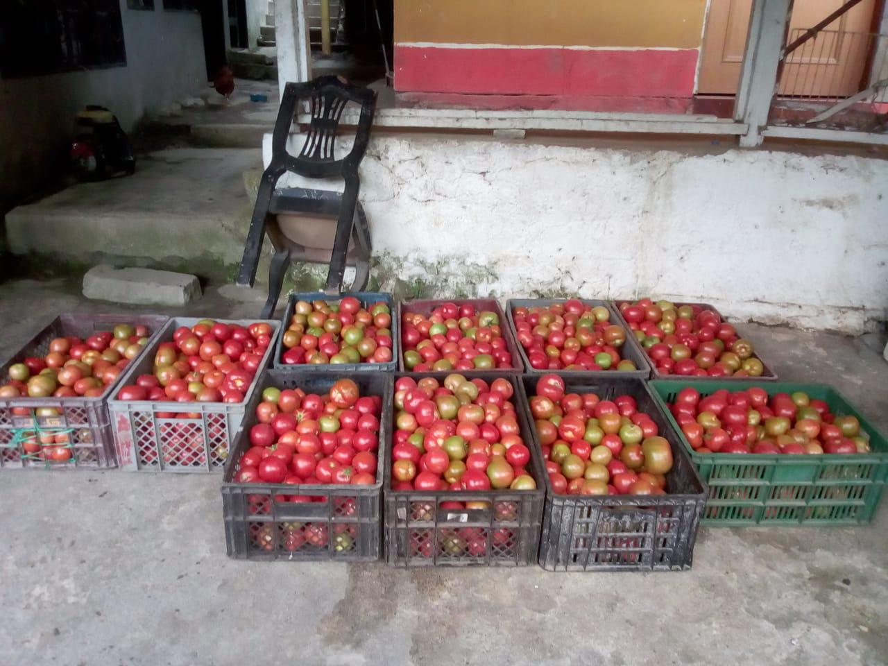 Tomate Chonto