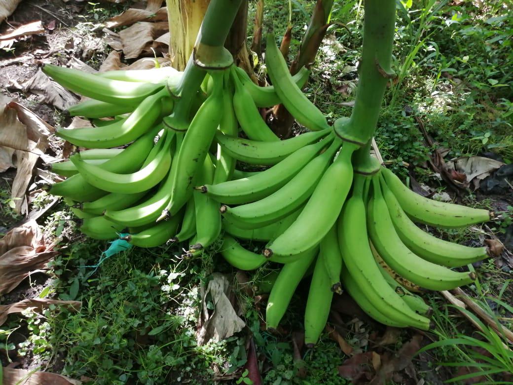 Platano Tipo Exportacion