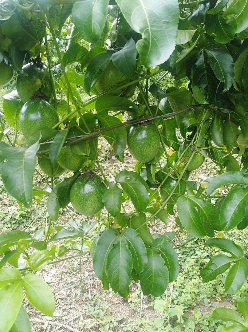 Maracuya