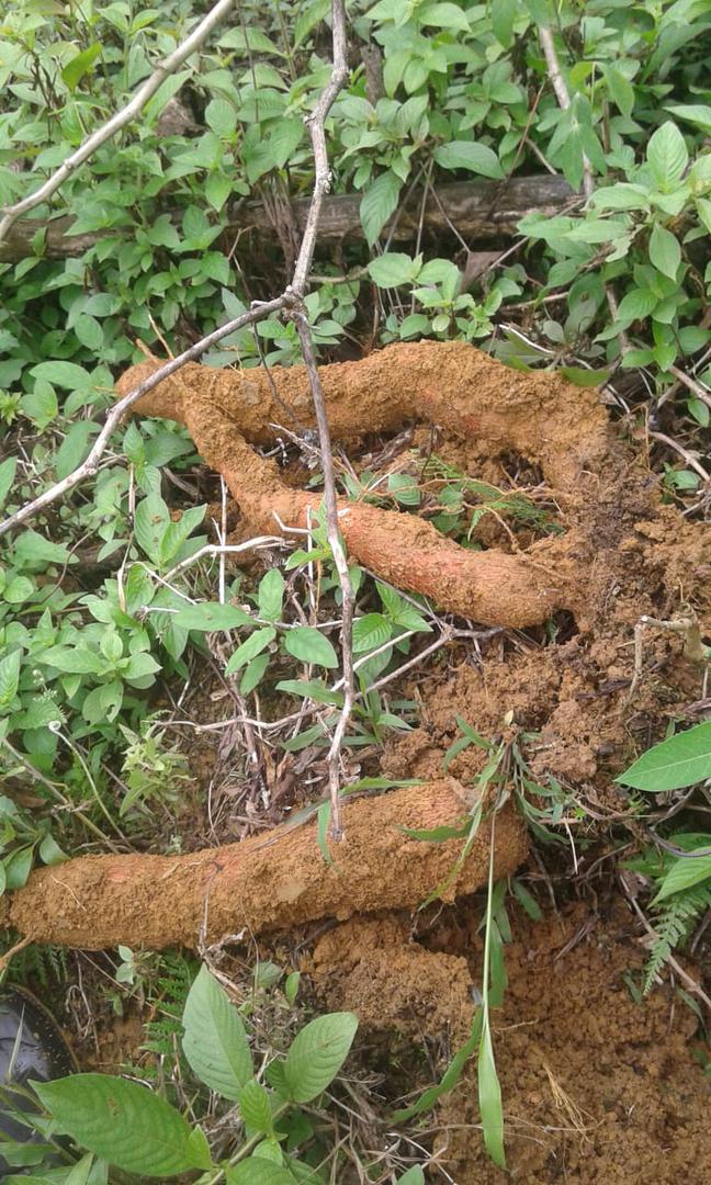 Yuca Lijerita — foto 2 de 2
