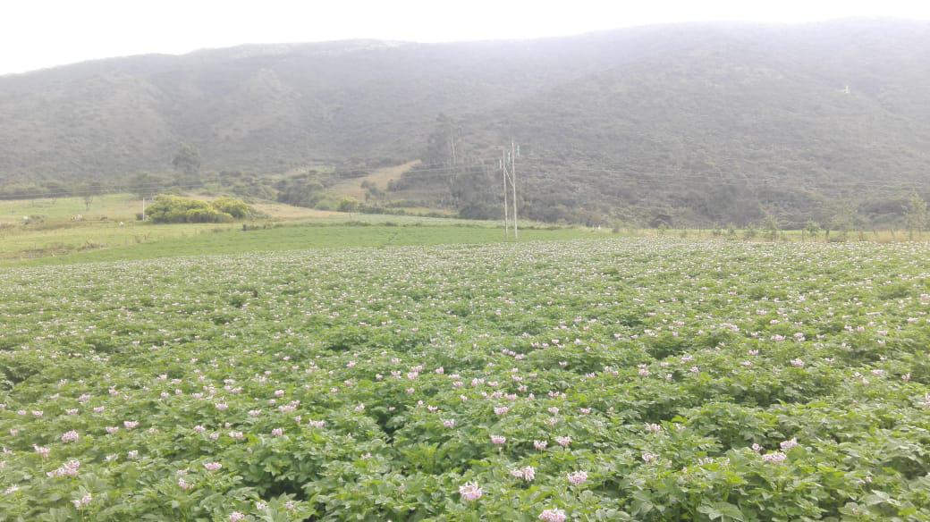 Betina Y Pastusa Superior