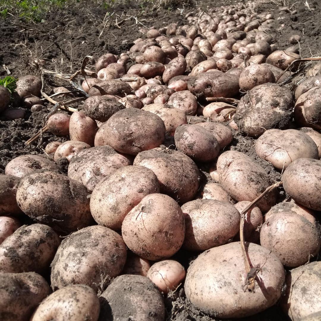 Papa Pastusa