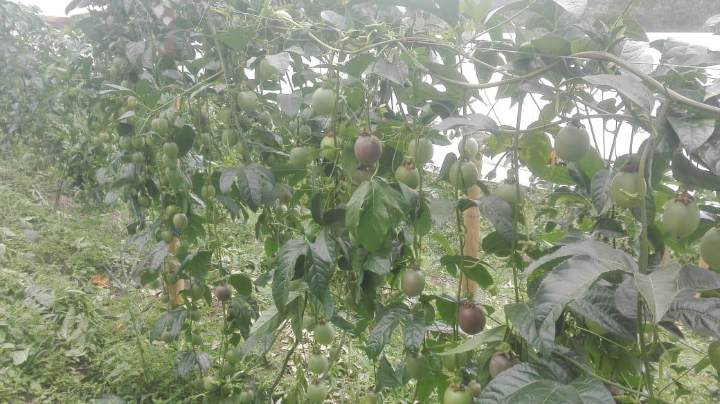 Fruta Fresca De Gulupa