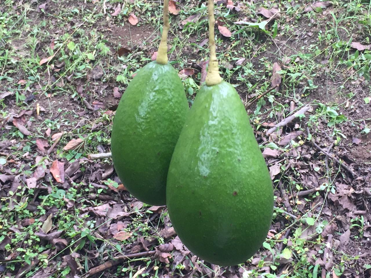 Variedad Lorena O Papelillo