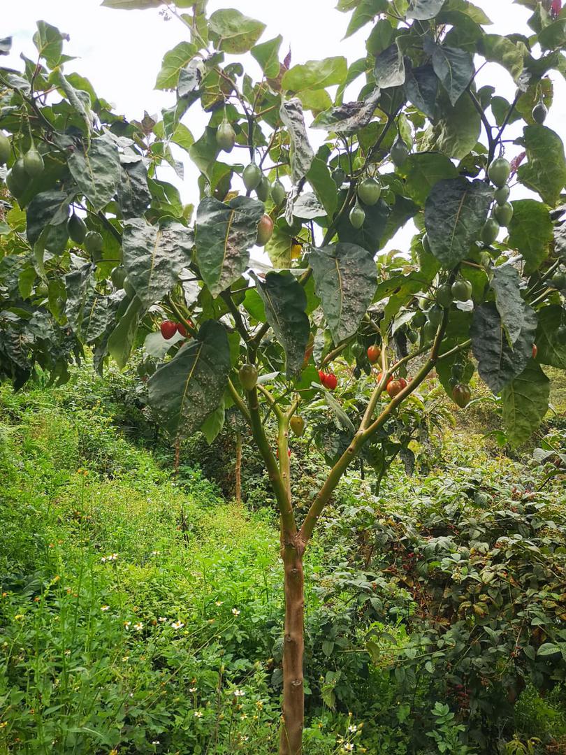 Tomate De Arbol
