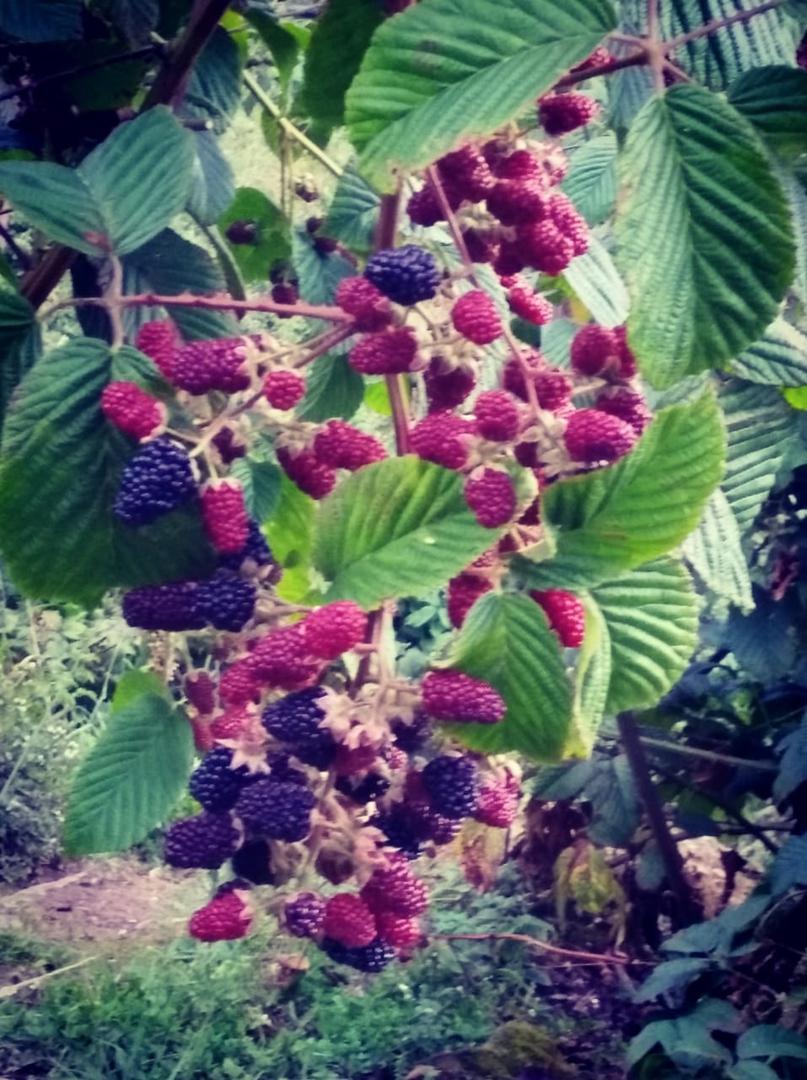 Mora Uva Coagronvalia