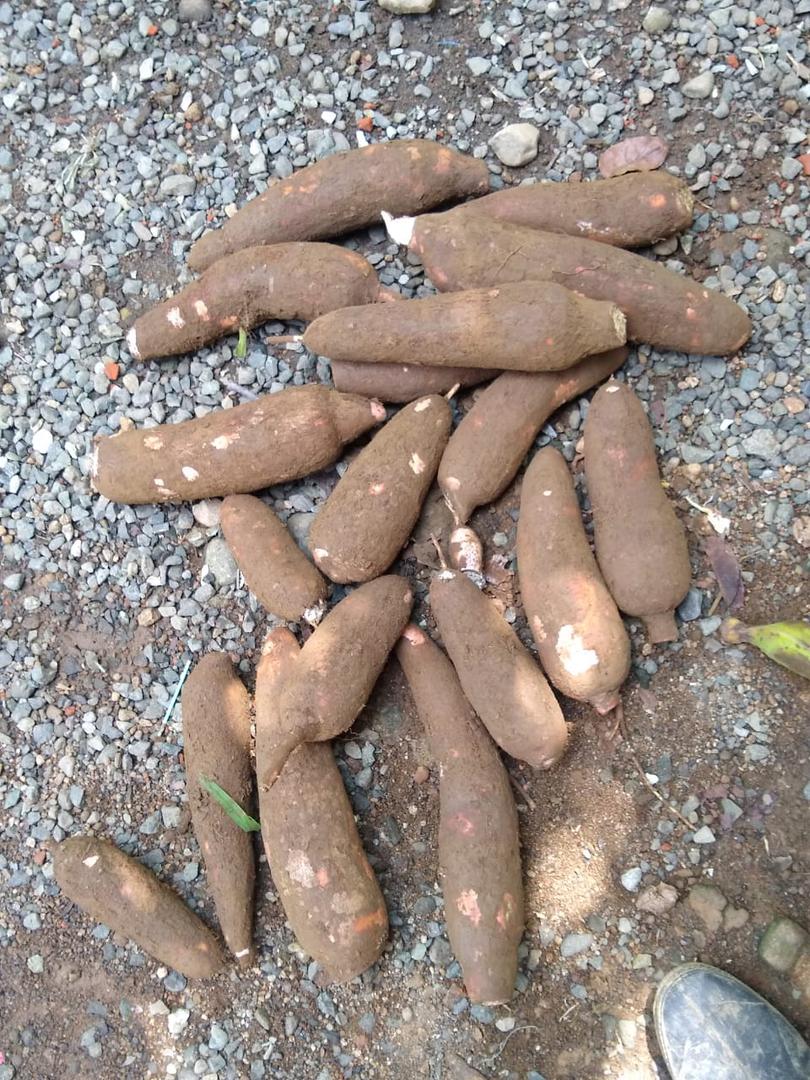 Yuca Lijerita