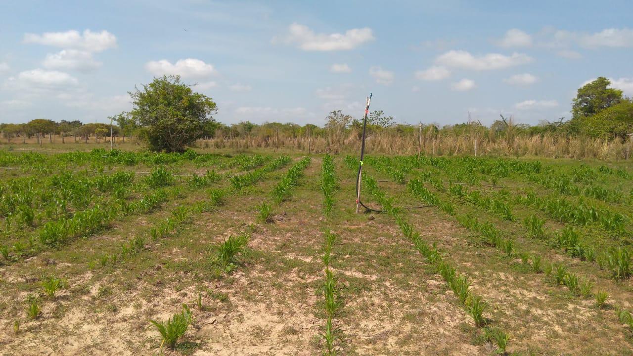 Ensilaje Sorgo Forrajero Jjt18