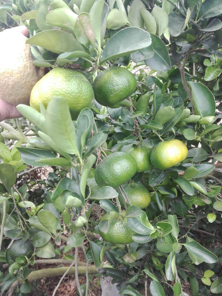 Mandarina Arrayana