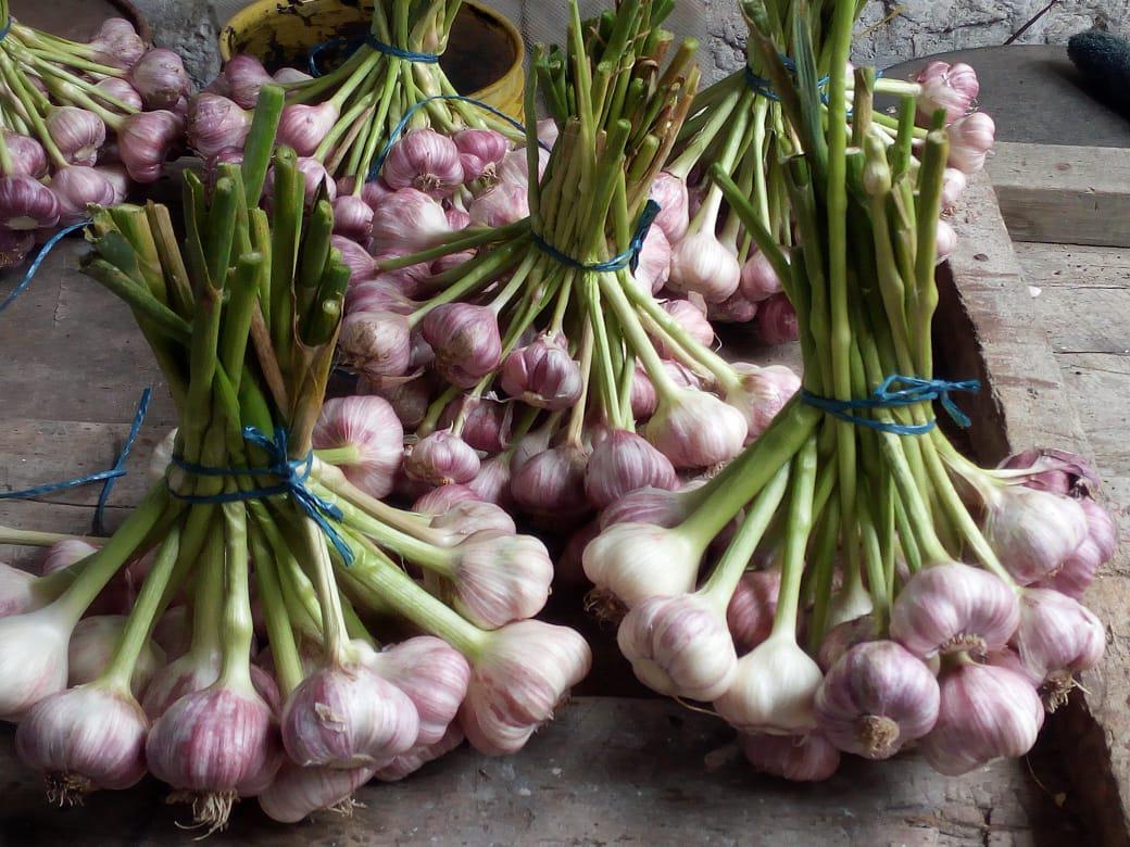 Ajo Morado — foto 2 de 2