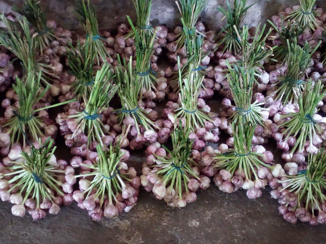 Ajo Morado