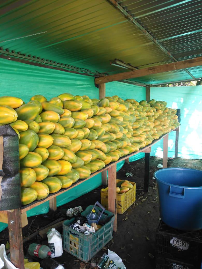 Papaya Tainung 1
