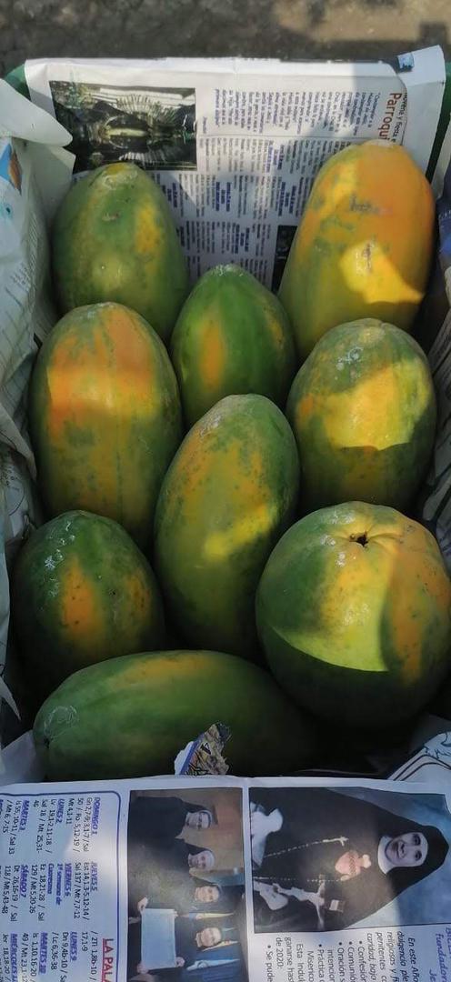 Papaya Tainung
