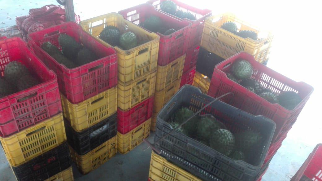 Guanabana