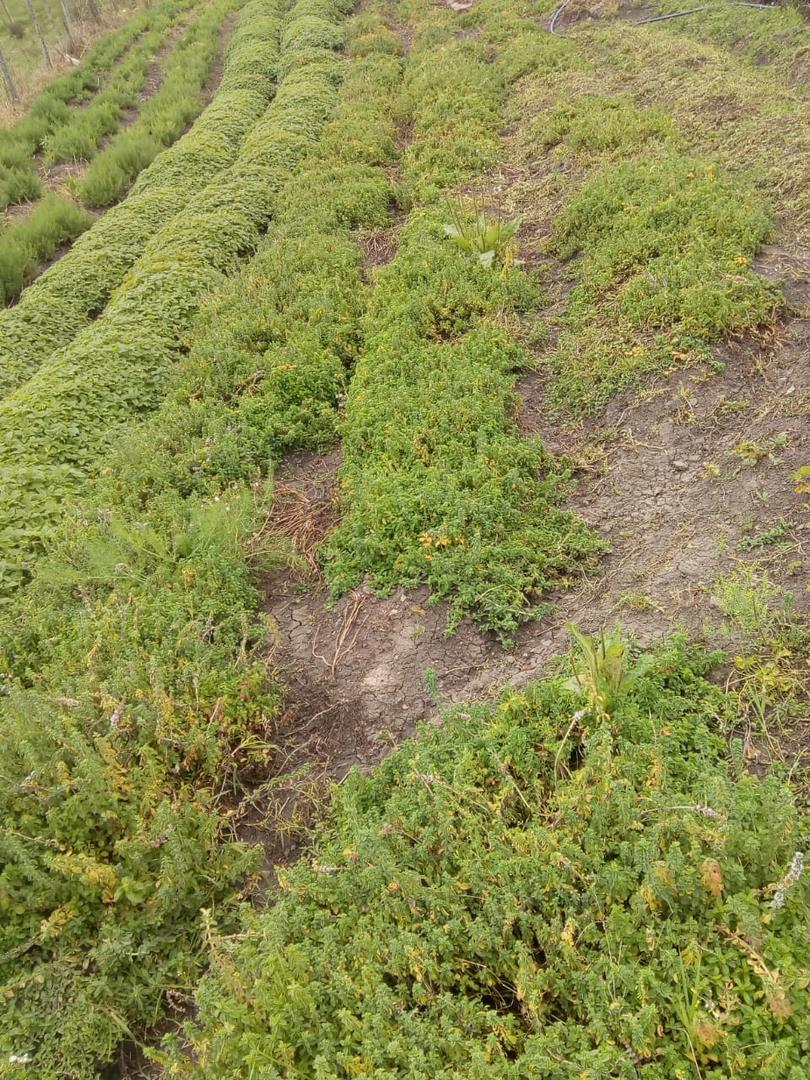 Menta Menta Mentha