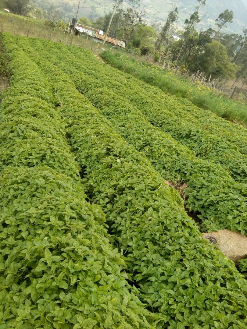 Toronjil Menta Spicata Menta Mentha