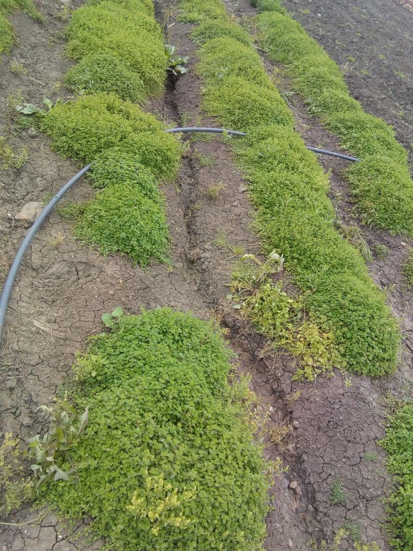 Poleo Poleo Mentha Pulegium Poleo Menta Mentha Menta