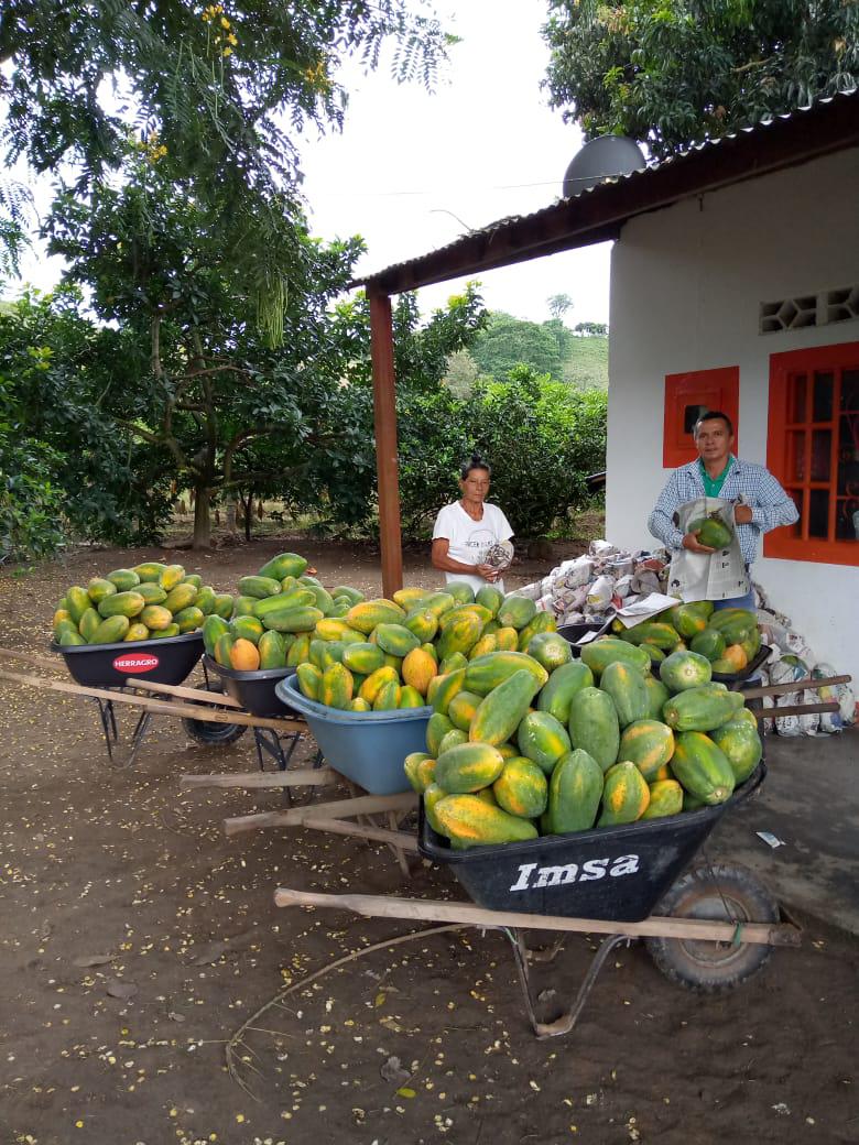 Papaya