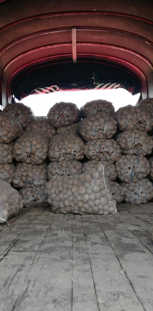 Papa R12 Papa Pastusa