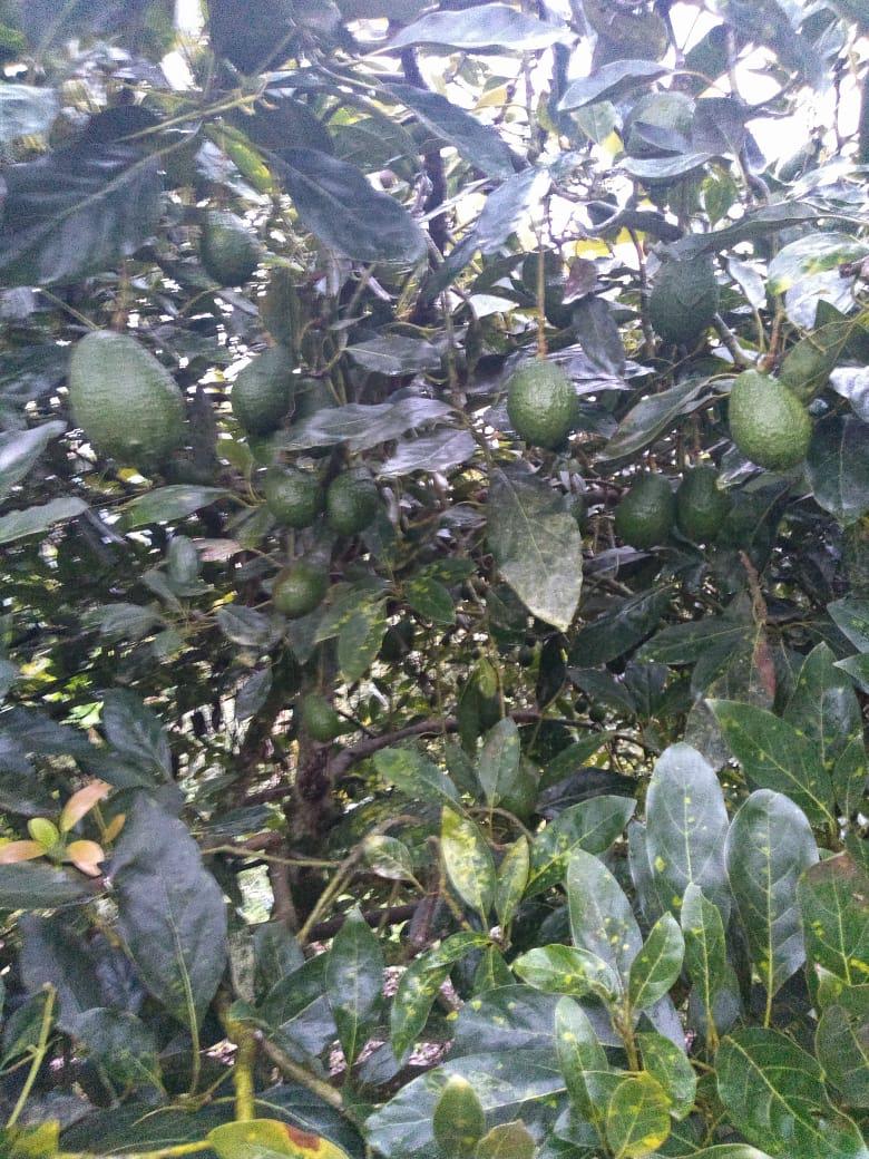 Aguacate Hass
