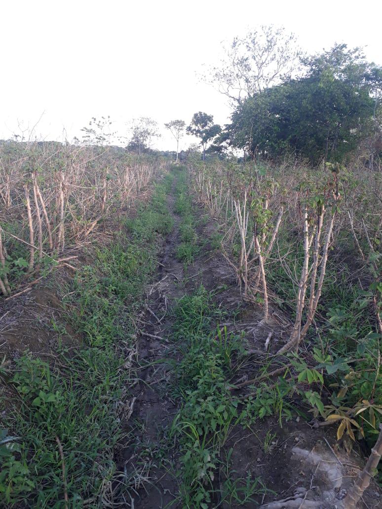 Yuca Llanera
