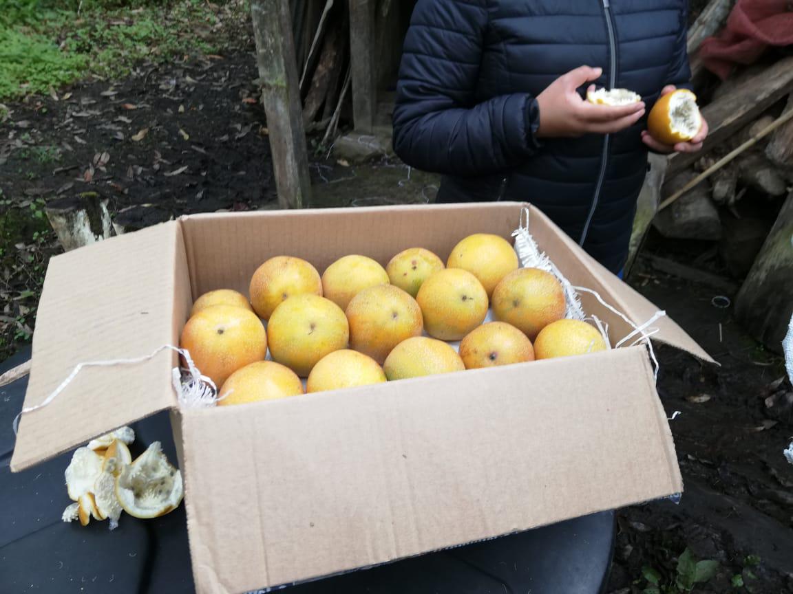 Granadilla Tipo B