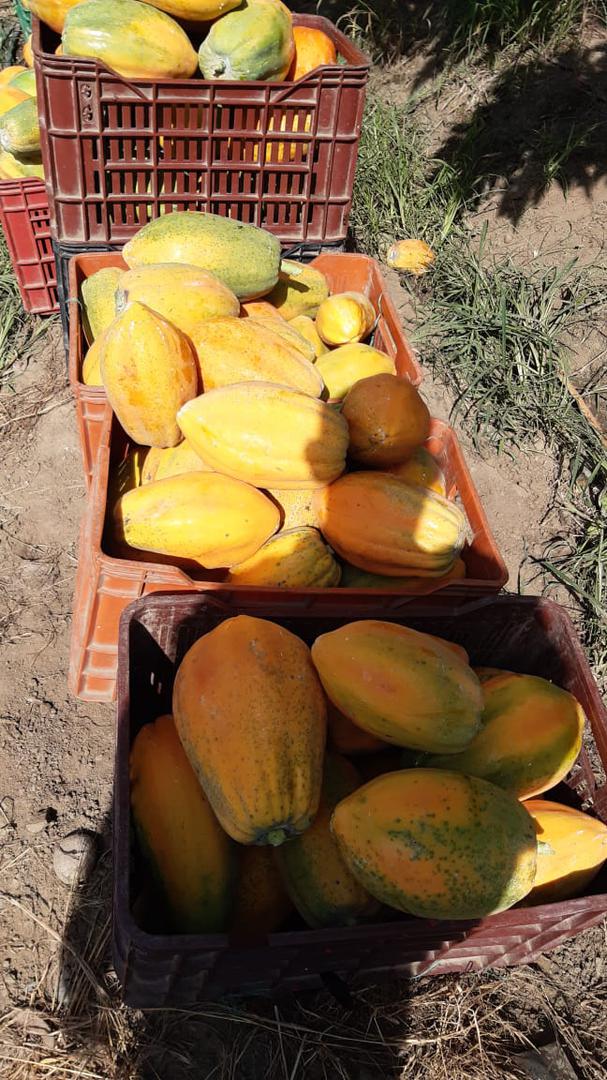 Papaya Maradona Y Tainug
