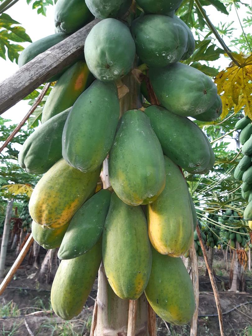 Papaya Maradona Y Tainug